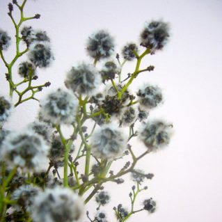 スターリンジア